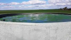 تصویری از یک مخزن آب بزرگ که جلبک زده است و جلبک های آن رو آب قرار گرفته است