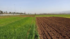 یک زمین کشاورزی بزرگ که قسمت هایی از آن تازه شخم زده شده است